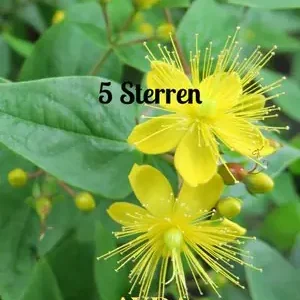 5 Sterren Snelle Levering